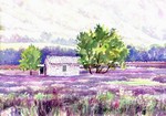 Lavender in Bloom